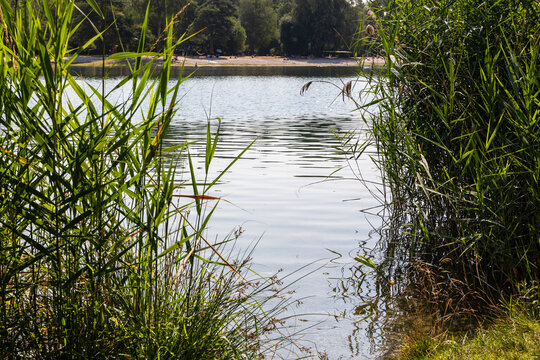 Lakeside view with water reeds and beach, Germany, Bavaria, Kuhsee Augsburg, 2 August 2026