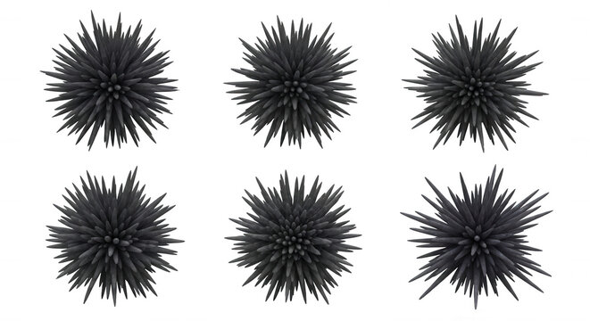 six black sea urchin illustrations on a white background useful for biology or science visuals