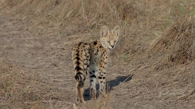The serval (Leptailurus serval) small wild cat resting.
