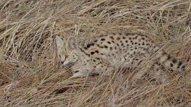 The serval (Leptailurus serval) small wild cat resting.