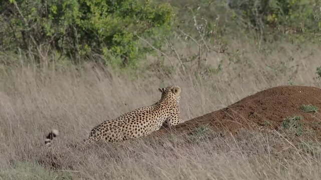 The cheetah (Acinonyx jubatus) resting and posing on grassland.