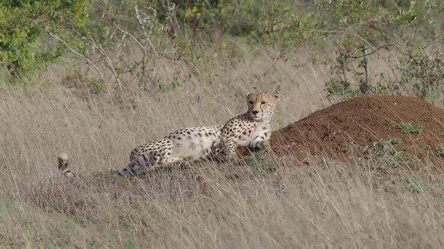 The cheetah (Acinonyx jubatus) resting and posing on grassland.