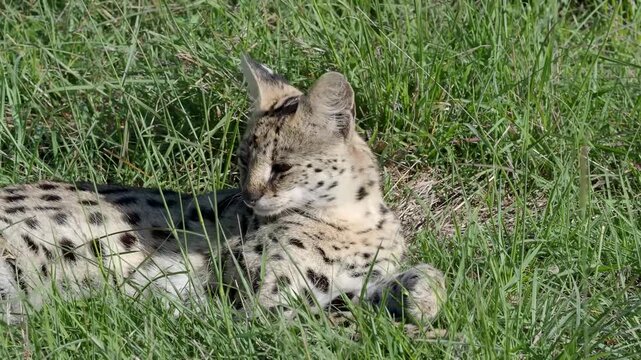 The serval (Leptailurus serval) small wild cat resting.