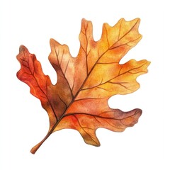 Fototapeta premium Autumn oak leaf watercolor illustration on white background