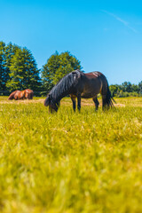 Two horses are grazing in a grassy field under a clear blue sky. One horse has a long mane and is eating grass, while the other is resting nearby. © Anton Dios