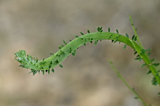 Verb&auml;nderung an Besenginster (Cytisus scoparius)