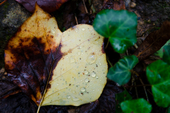 Wet autumn leaf on the ground