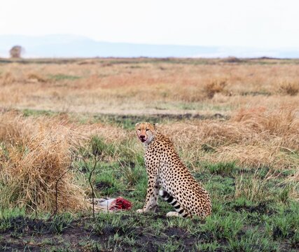 Cheetah consuming prey in African savanna grassland