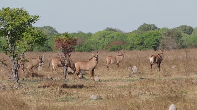 The roan antelope (Hippotragus equinus). A wild animal grazes in an open meadow area.