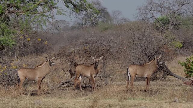 The roan antelope (Hippotragus equinus). A wild animal grazes in an open meadow area.
