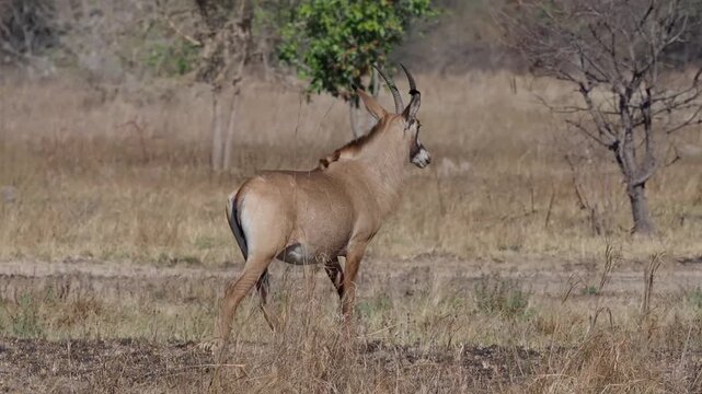 The roan antelope (Hippotragus equinus). A wild animal grazes in an open meadow area.