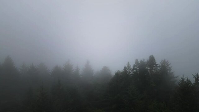 Dark flight through the foggy forest