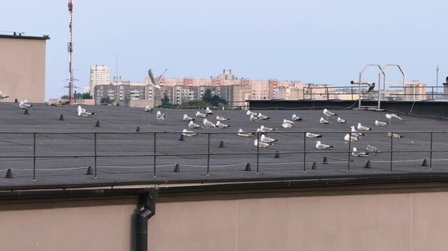Many seagulls stand on the flat roof of a building in the city. A skyline with distant buildings is visible in the background. The sky is clear and bright.