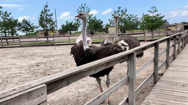 Curious ostrich stretching its neck over a wooden fence inside a farm enclosure. Exotic flightless bird on a sunny summer day, agriculture, farming and tourism concept.