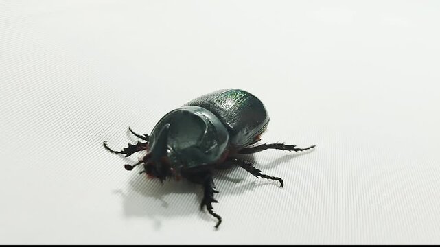 Footage of a rhinoceros beetle walking isolated on white background