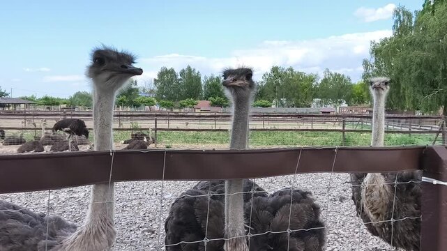 Group of ostriches resting together inside a fenced enclosure at an ostrich farm. Large flightless birds relaxing on a warm summer day, farming, agriculture and wildlife conservation concept.