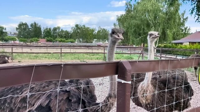 Curious ostrich stretching its long neck over a wooden fence at an ostrich farm. Friendly farm bird interacting with visitors, agriculture, ecotourism and animal care concept.