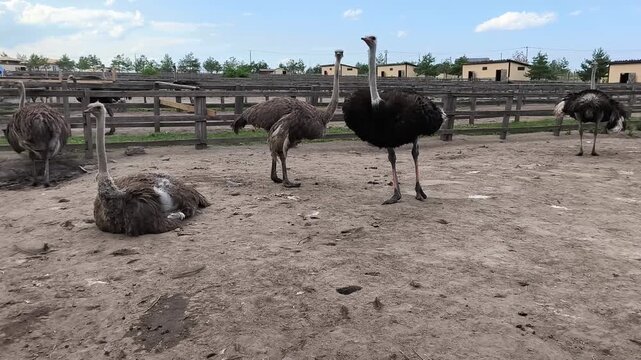 Single ostrich walking across a sandy enclosure at an ostrich farm. Large flightless bird in a rural zoo environment, agriculture, farming, animal care and wildlife concept.