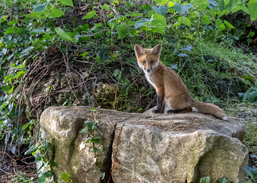 Young red fox kit sitting on a rock near its den n a lush green forest, wildlife photography.