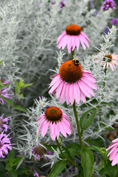 Auf einer gro&szlig;en Echinacea Bl&uuml;te sitzt eine Hummel und sammelt Nektar und Pollen