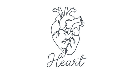 Fototapeta premium Minimalist Line Art Illustration of a Human Heart with Artistic Script Label Heart Emphasizing Anatomy and Design