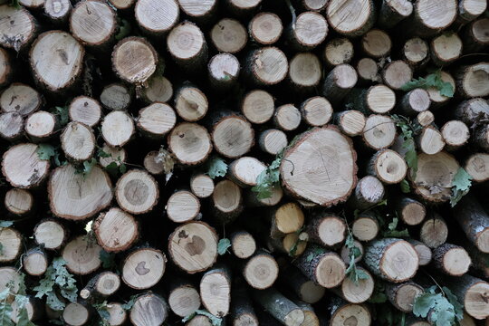 Stack of wood