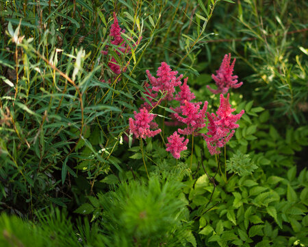 Japanese astilbe flowers blooming in a lush garden landscape  