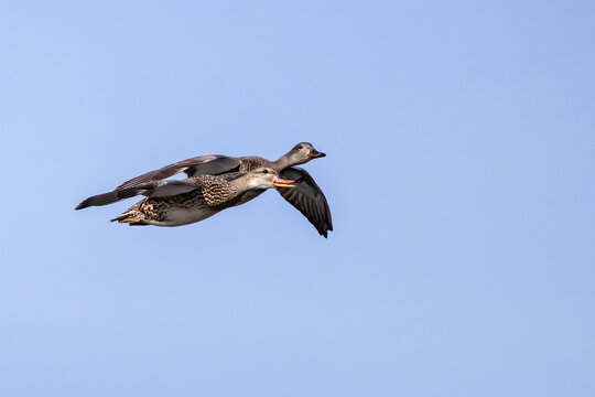 Gadwalls