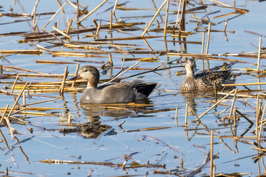 Gadwalls