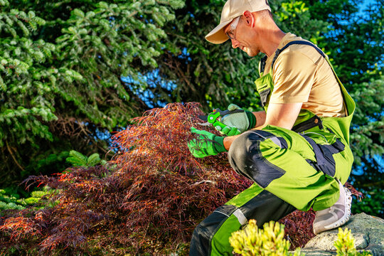 Gardener working on a small plant in a garden during a sunny day