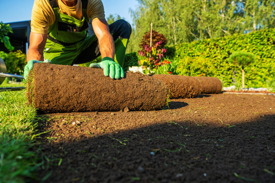 Laying new grass sod in a garden during the day in the backyard