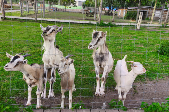 Group of curious domestic goats standing behind a wire fence at a petting zoo on a sunny summer day. Friendly farm animals in a rural countryside setting, agriculture and family tourism concept.