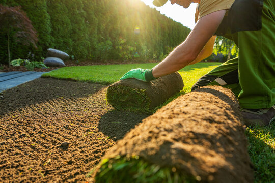 Laying sod on a sunny day in a backyard garden
