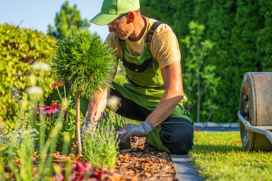 Gardener works in the sunny yard planting flowers and shaping bushes