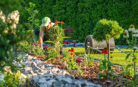 Gardening at a residential yard in the morning sunlight