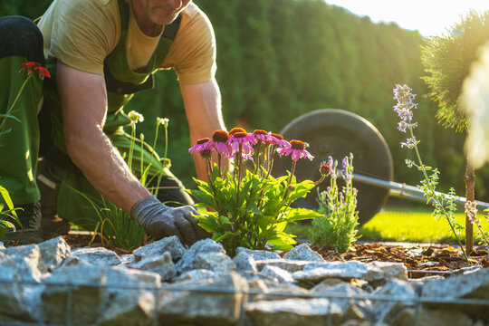 Gardener working with flowers in a sunny backyard setting in summer