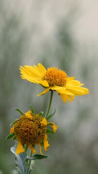 Golden Crownbeard Or Verbesina Encelioides - 4k Vertical Video