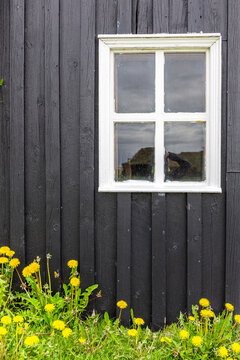 Black wooden facade of residential building with white window frame and yellow flowers below, traditional Icelandic turf house in Skogar Open Air Museum, Iceland.