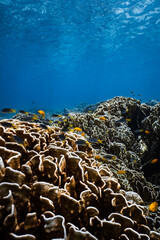 Small tropical fish swimming over a large hard coral reef in blue ocean. © PIPE DIVE UNDERWATER
