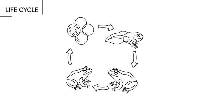 Life cycle of a butterfly illustrated diagram.