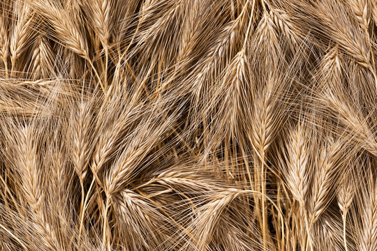 Background Texture of Golden Ripe Wheat Ears Close Up