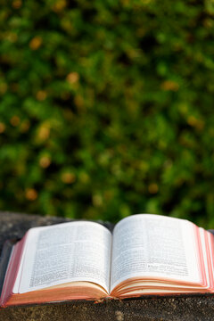 A leather-bound Bible with gilt edges, lying open. Green foliage in the background. Praying in nature.