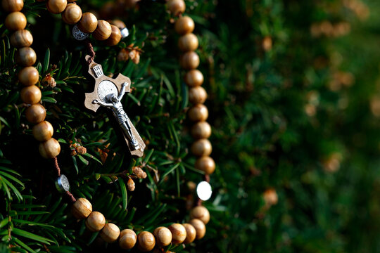 A rosary adorned with a St. Benedict medal and a crucifix, suspended amid green yew foliage.