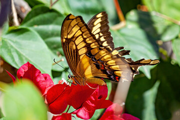 A giant swallowtail in the Caatinga, Brazil (Papilio cresphontes)  © hecke71