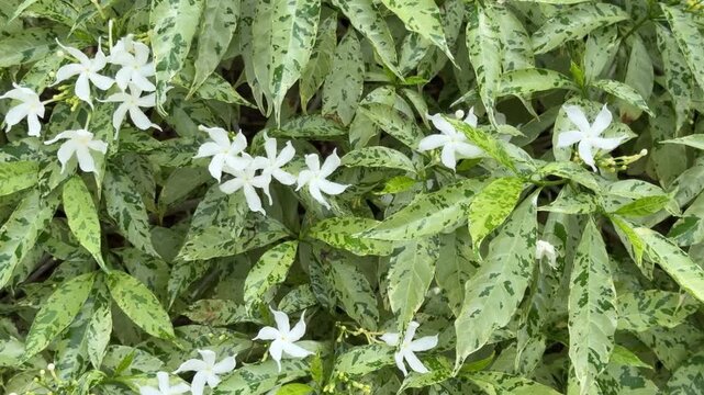 Blossoms of pinwheel flower (binomial name: Tabernaemontana divaricata &lsquo;Variegata&rsquo;), a rare evergreen shrub also known as crepe jasmine and East India rosebay, sway in a breeze along the Gulf Coast