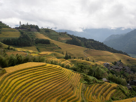 Mountain View of the Longji Rice Terraces