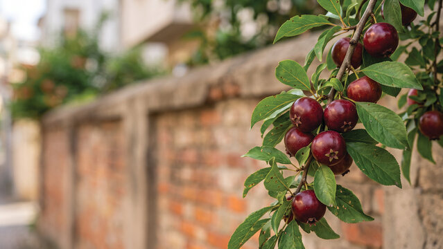 Batoko Plum Branch with Green Leaves on Urban Street Wall Natural Botanical Photography