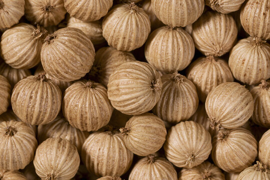 Close Up Dried Coriander Seeds Background