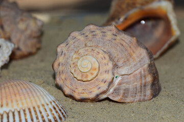 Macro photograph of sea snail shell Rapana venosa lying on beach sand showing central spiral pattern summer vacation background concept © Nataliia