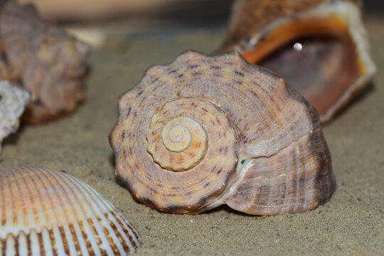 Macro photograph of sea snail shell Rapana venosa lying on beach sand showing central spiral pattern summer vacation background concept